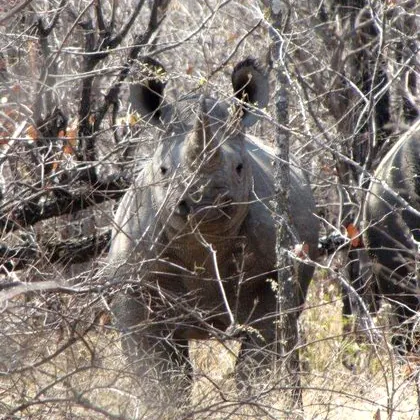 A rhino calf in thick bush