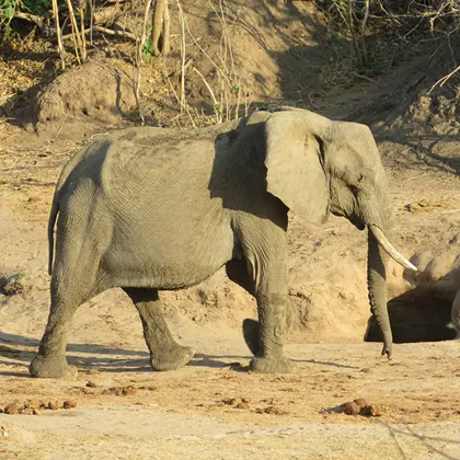 A bull elephant met on foot