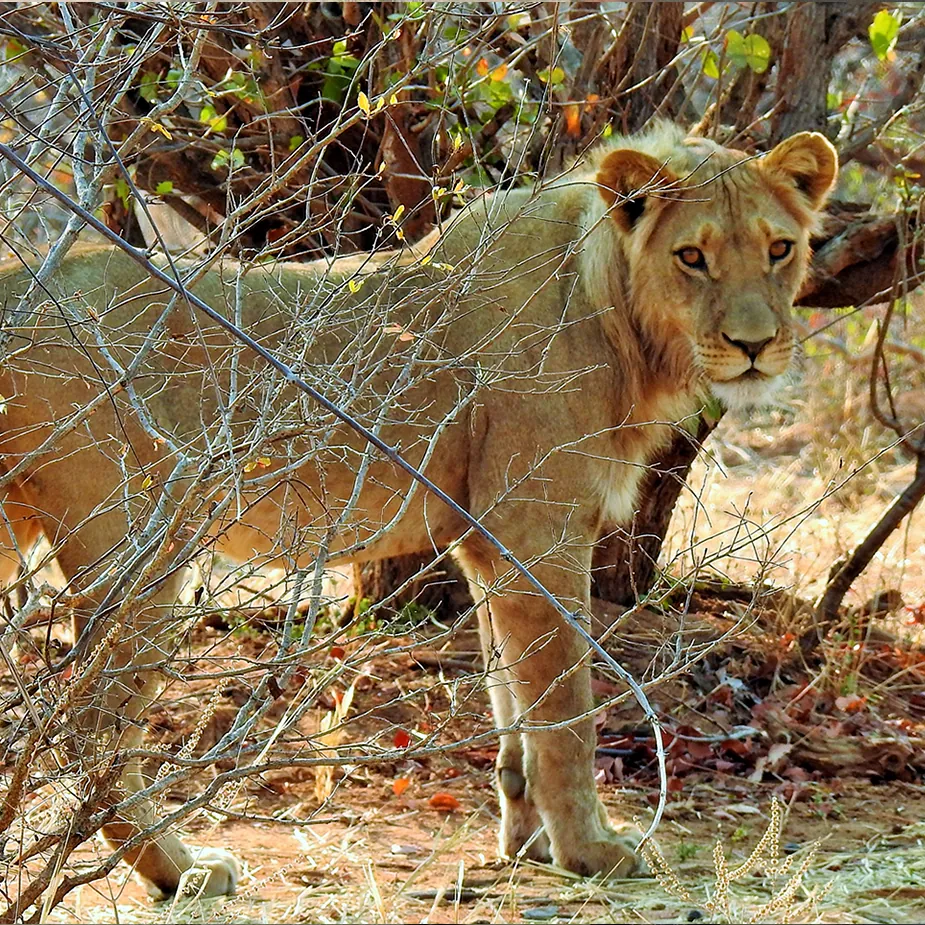 Lioness in the Hwange grass