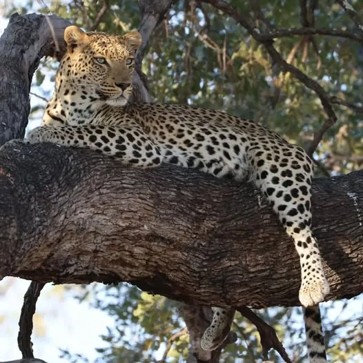 Leopard resting on a branch