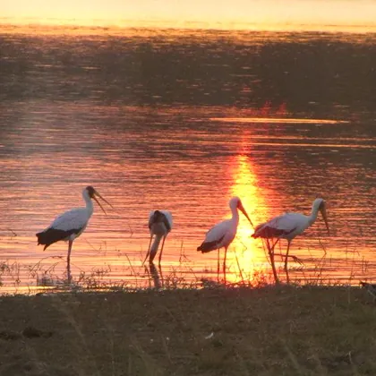 Storks at a waterhole at dusk