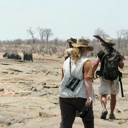 Guests walking towards a herd of elephant in Hwange