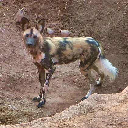 African wild dog