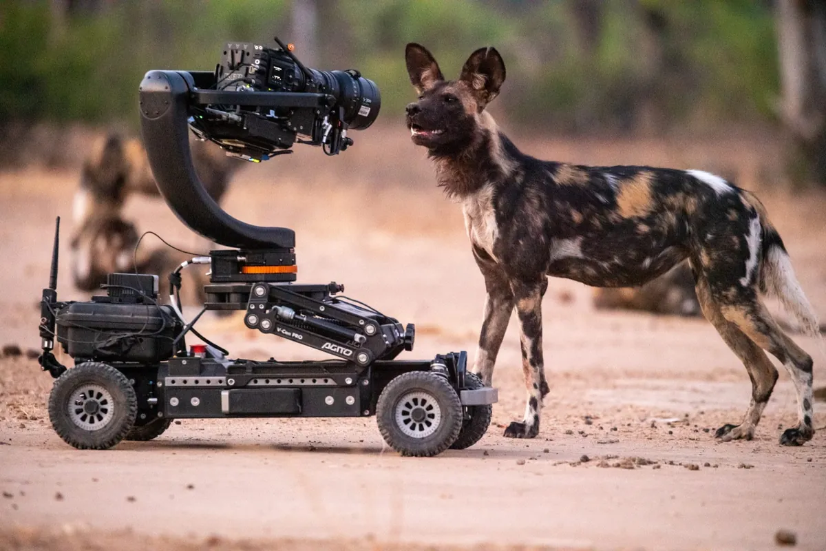 A wild dog inspecting a camera rig